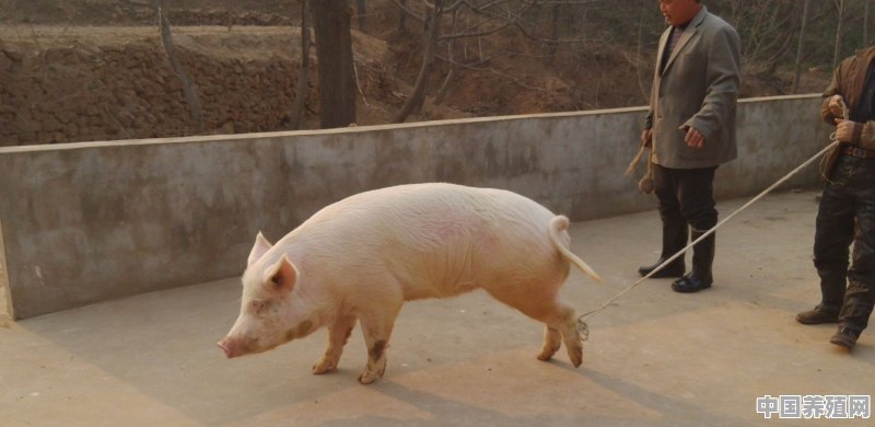 野猪和家猪的区别是什么 - 中国养殖网