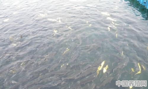 金钱鱼养殖技术视频 - 中国养殖网