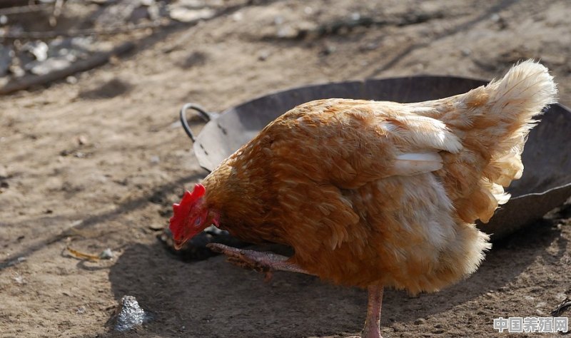 猪鸡鸭的养殖方法视频 - 中国养殖网