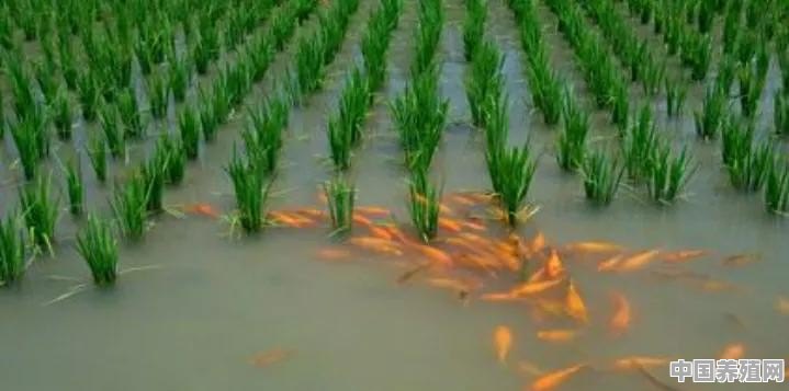 稻花鱼可以提高水稻产量吗 - 中国养殖网