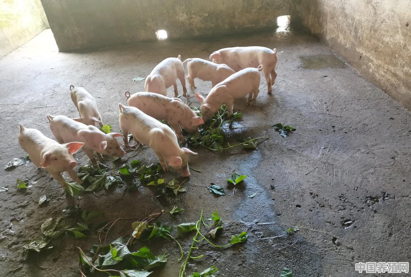 人工养殖猪多少斤涨得最快 - 中国养殖网
