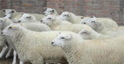 黑羊养殖一斤多少钱 - 中国养殖网