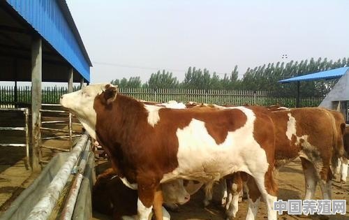 百万头生猪养殖项目 - 中国养殖网