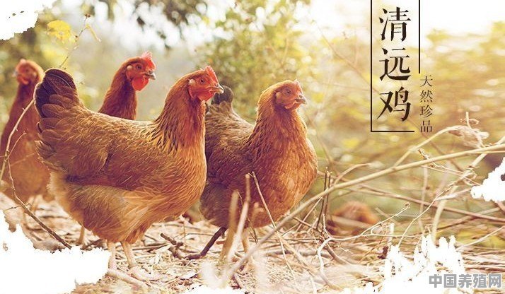 江苏什么鸡好养 - 中国养殖网