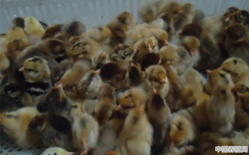 养殖鸡打什么疫苗好 - 中国养殖网
