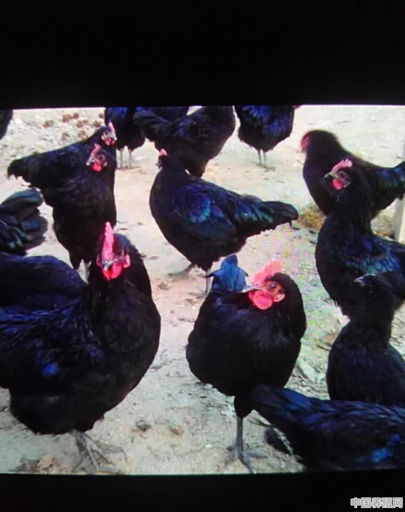 山上养的五黑鸡不下蛋是什么原因呀 - 中国养殖网