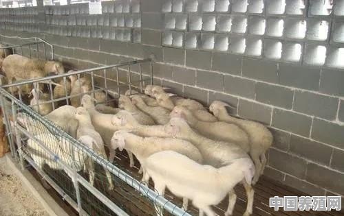 养殖羊20万利润 - 中国养殖网