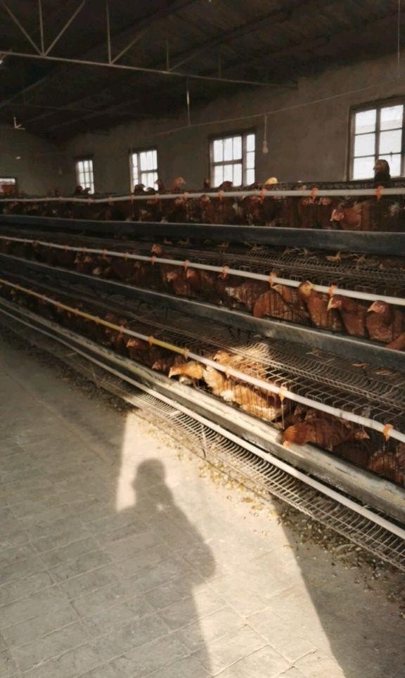 养鸡怎么样防疫 - 中国养殖网