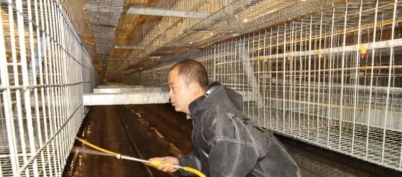 鸡身上密密麻麻的小虫如何消灭 - 中国养殖网
