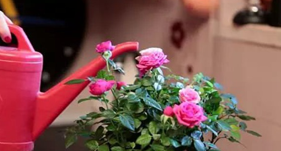 玫瑰植物养殖方法 - 中国养殖网