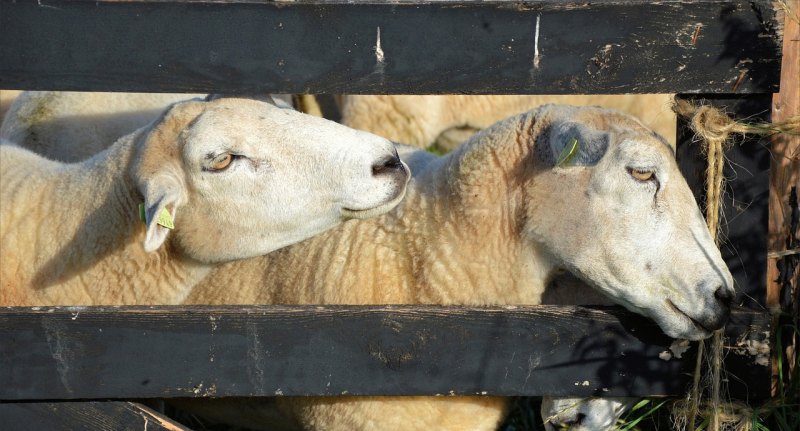 圈养山羊养殖技术 - 中国养殖网