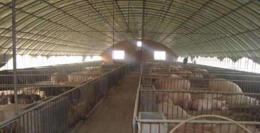 大棚养猪怎么养 - 中国养殖网
