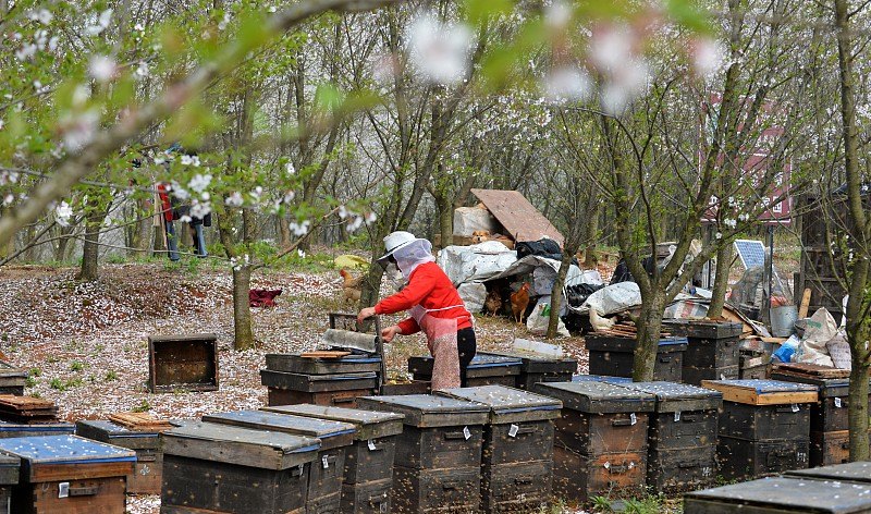 12月份养意蜂技术 - 中国养殖网