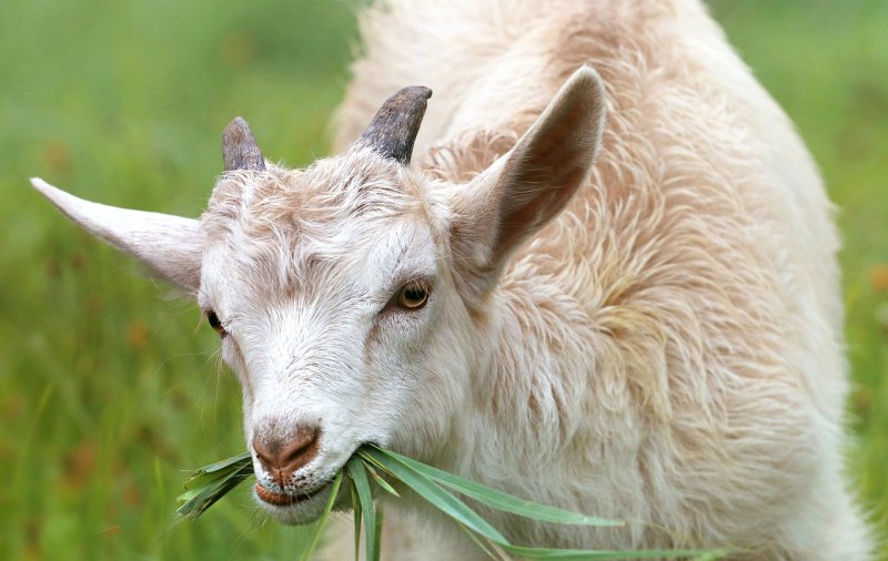 一年养成羊的品种 - 中国养殖网