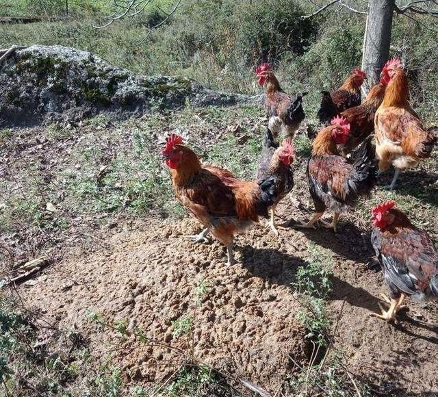 请问白羽肉鸡也可以散养吗？就不要吃抗生素激素还有违禁物品喂大的的肉鸡了 - 中国养殖网