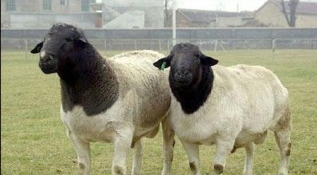 河北省养什么品种羊好 - 中国养殖网