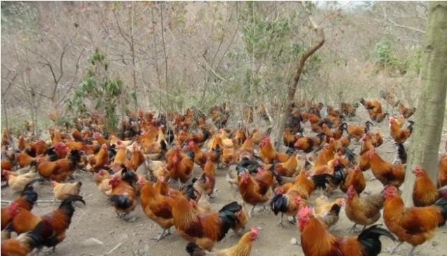 中国养鸡省份排名 - 中国养殖网