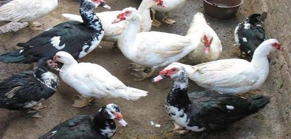 白番鸭养殖方法 - 中国养殖网