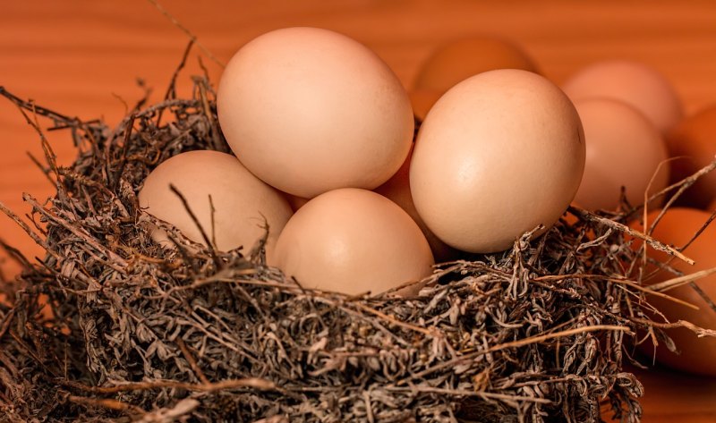 散养土鸡蛋有多少利润 - 中国养殖网