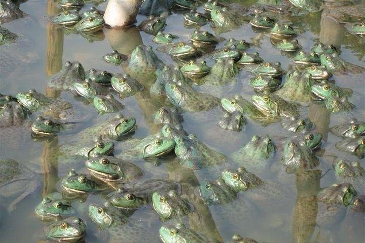 牛蛙养殖技术 - 中国养殖网