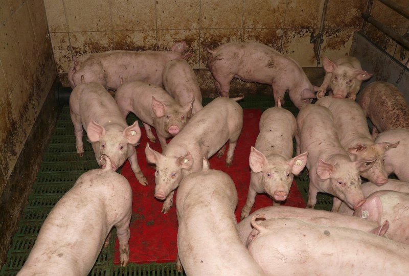 养年猪哪个品种好 - 中国养殖网