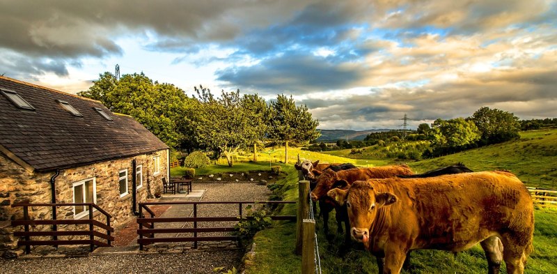 苏格兰高地牛生长环境 - 中国养殖网