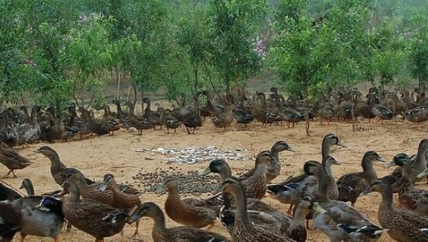 养殖1000蛋鸭需要多少亩地 - 中国养殖网