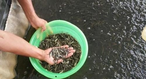 黑鱼水泥池养殖方法 - 中国养殖网
