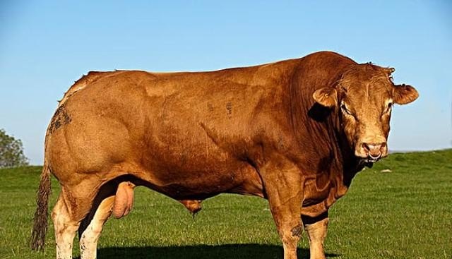 300斤的肉牛多久可以出栏 - 中国养殖网