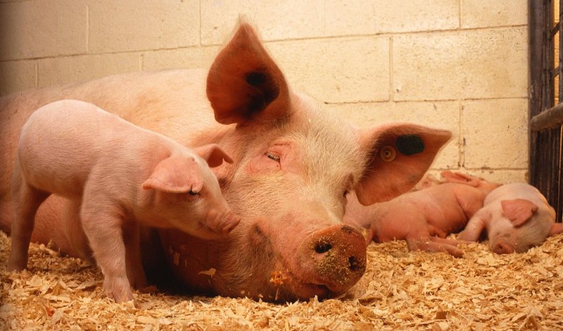 2021年国家对生猪养殖有什么措施 - 中国养殖网