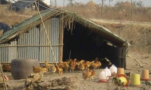 怎么建造土鸡的鸡舍 - 中国养殖网