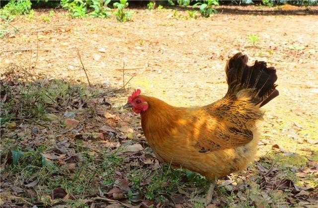 怎么建造土鸡的鸡舍 - 中国养殖网