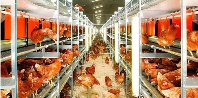 怎么养殖蛋鸡啊 - 中国养殖网