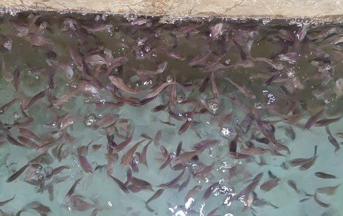 淡水石斑鱼养殖怎么养 - 中国养殖网