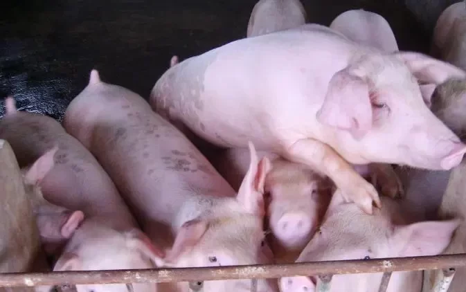 猪肉很柴是什么原因 - 中国养殖网