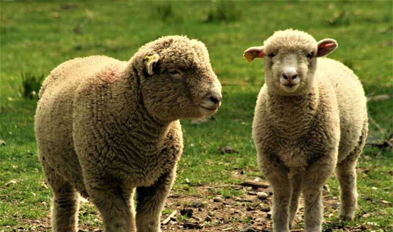 100只母羊几年回本 - 中国养殖网