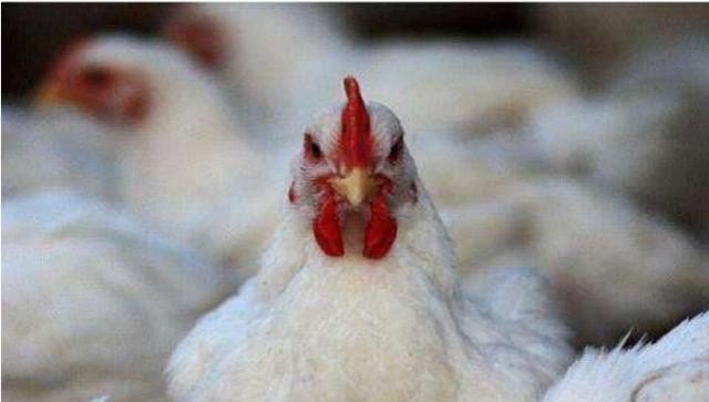 鸡最快养多久 - 中国养殖网