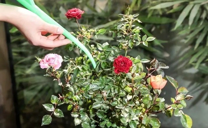 玫瑰花养殖方法 - 中国养殖网