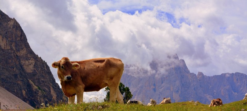 世界上养最多牛的企业 - 中国养殖网