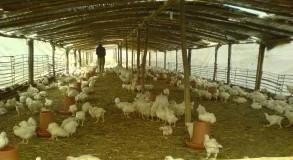中药公司收购鸡宝 - 中国养殖网