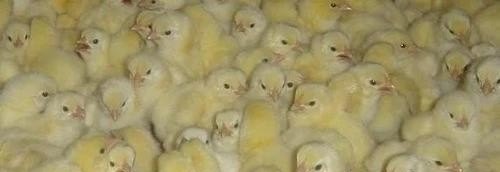 中药公司收购鸡宝 - 中国养殖网