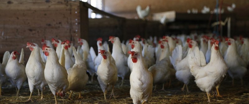肯德基的鸡是哪里产的 - 中国养殖网