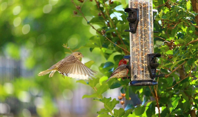 人工养殖麻雀怎么才能让它学会飞 - 中国养殖网