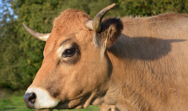 安格斯肉牛养殖养牛怎样算成本和利润 - 中国养殖网