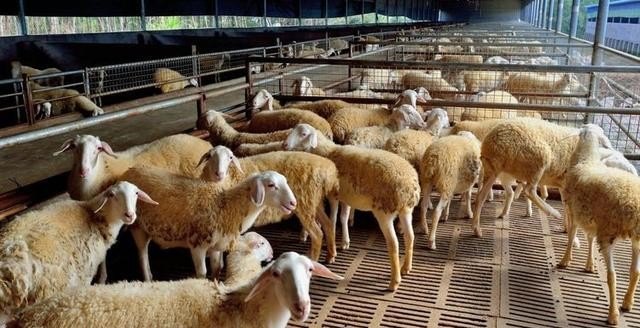 养羊要种什么草来喂养 - 中国养殖网