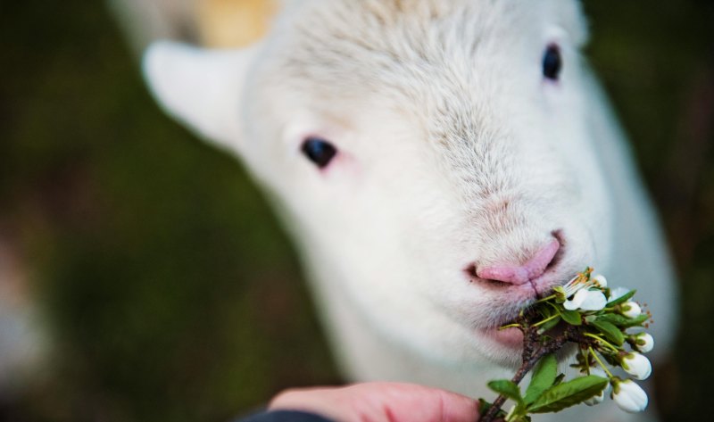 羊和兔子能和养吗 - 中国养殖网