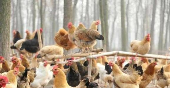养殖土杂鸡一只鸡的成本和利润分别是多少 - 中国养殖网