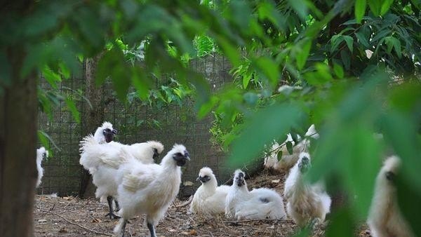 怎样养殖乌鸡 - 中国养殖网