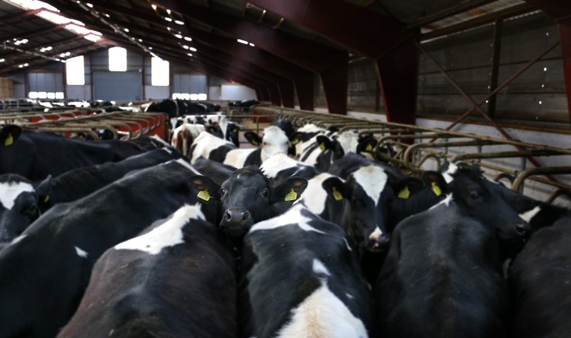 1000头牛的养殖场需要多少人工 - 中国养殖网