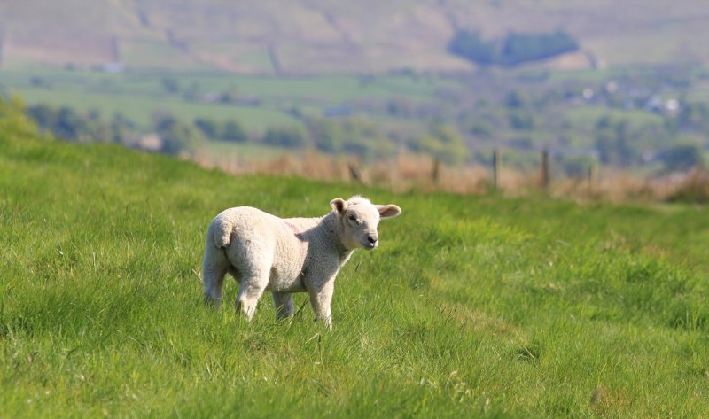 多胎羊的饲养与管理方法 - 中国养殖网